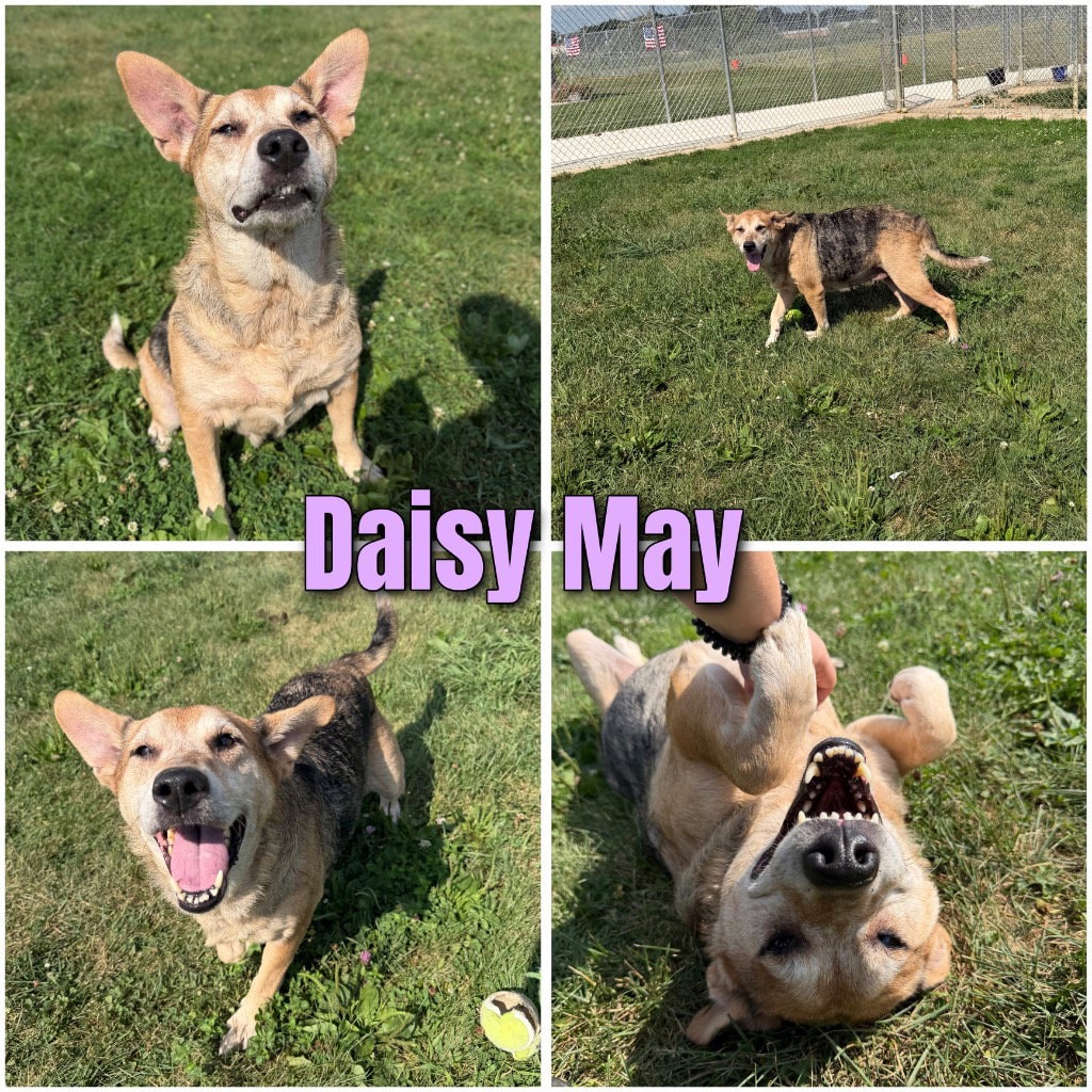 Daisy May
