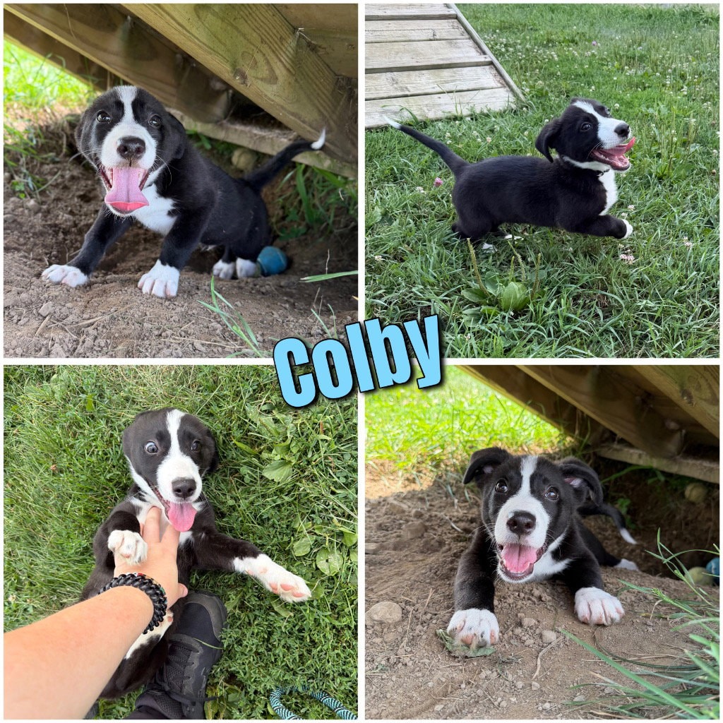 Colby