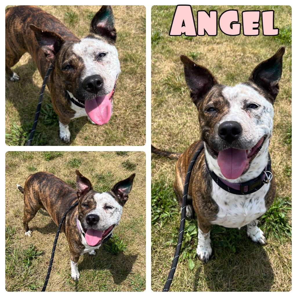 Angel