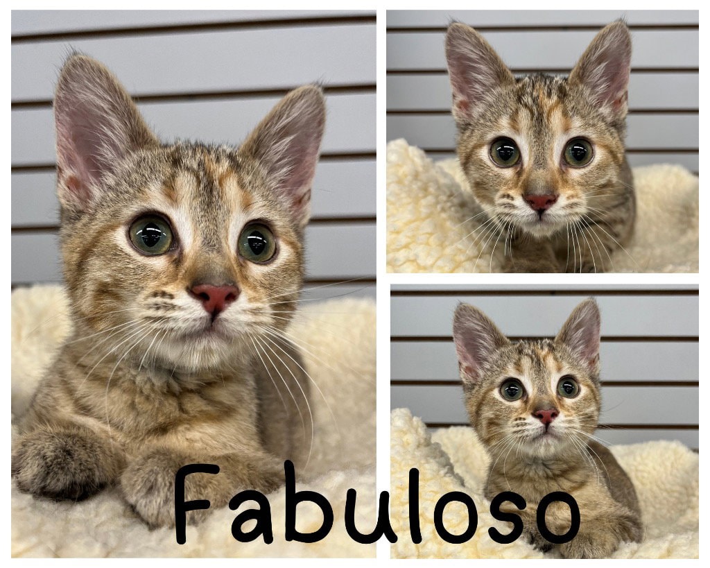 Fabuloso