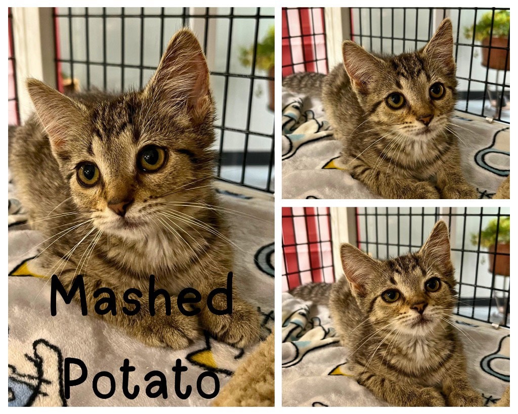 Mashed Potato