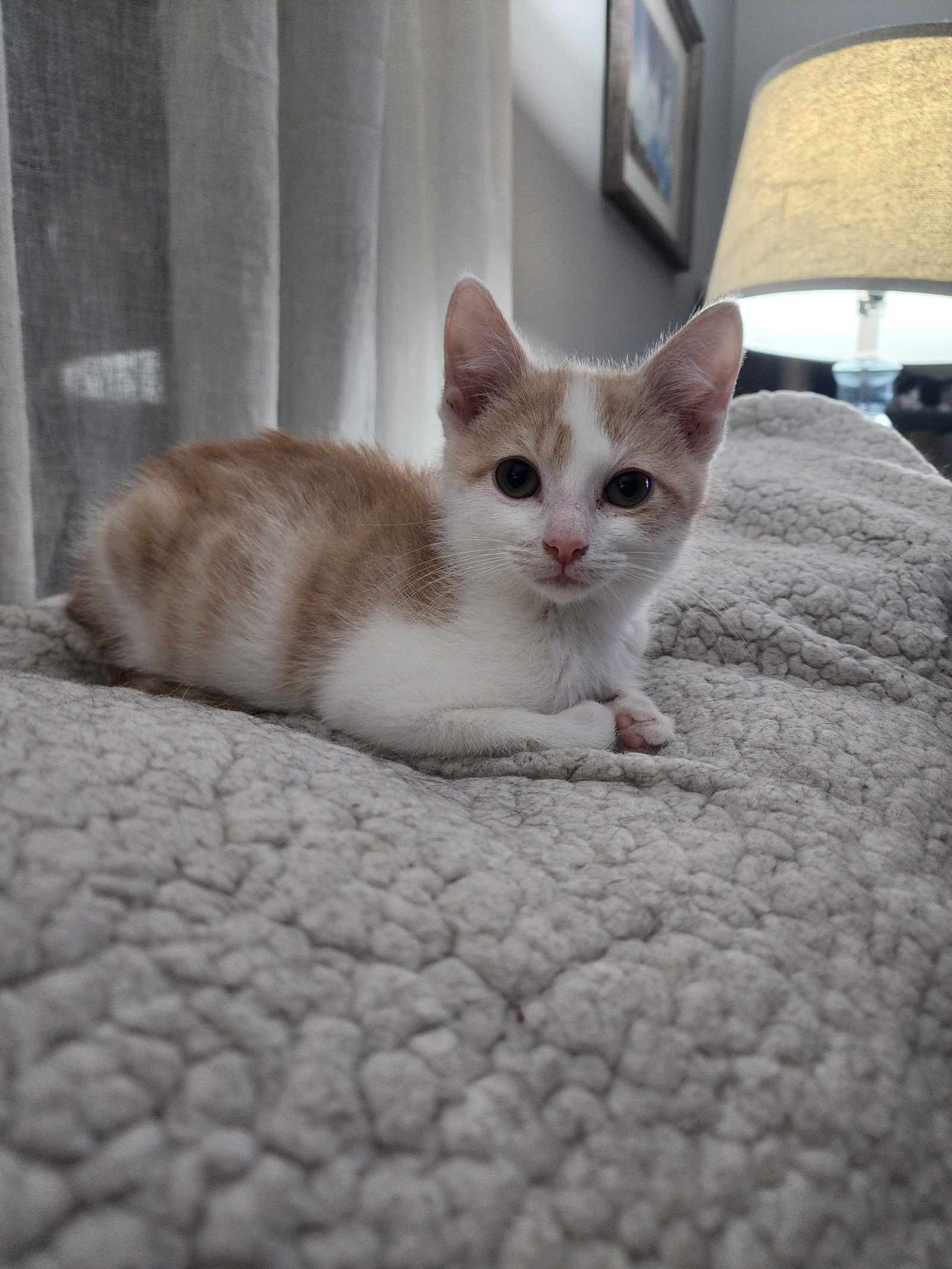 Pita