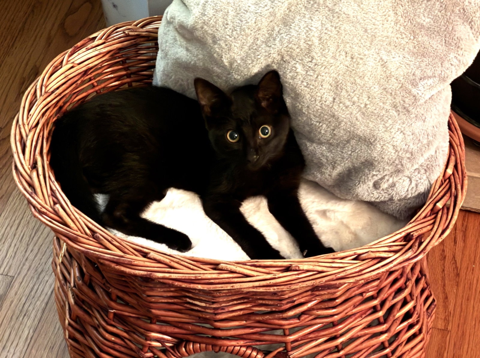 Coal