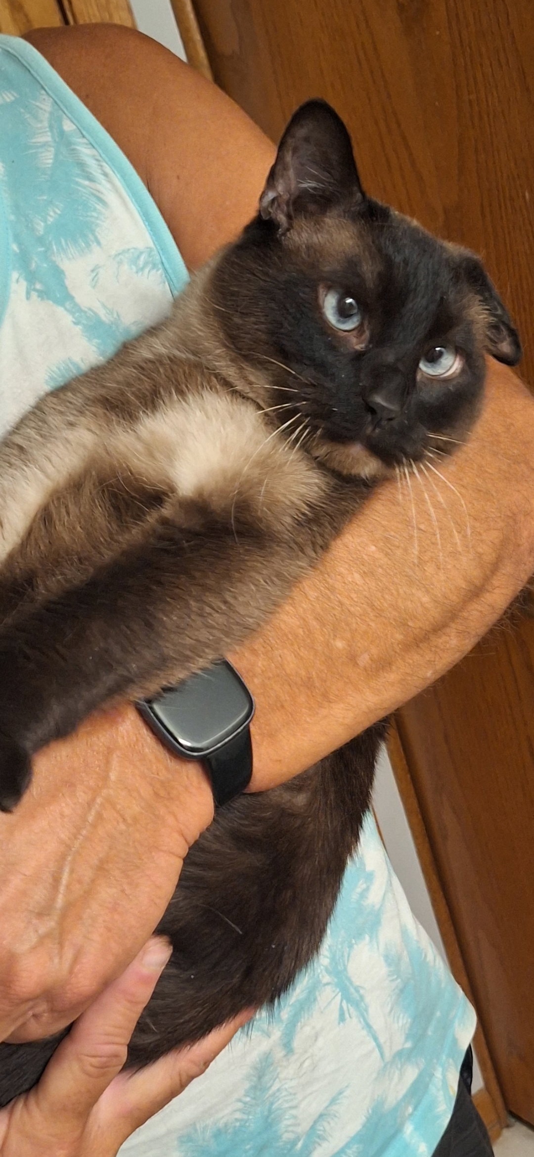 Gronk - Front Paw Declaw