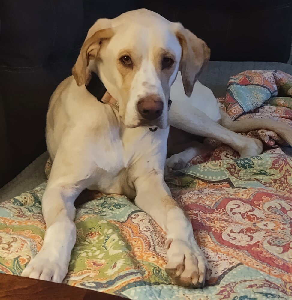 Penny
