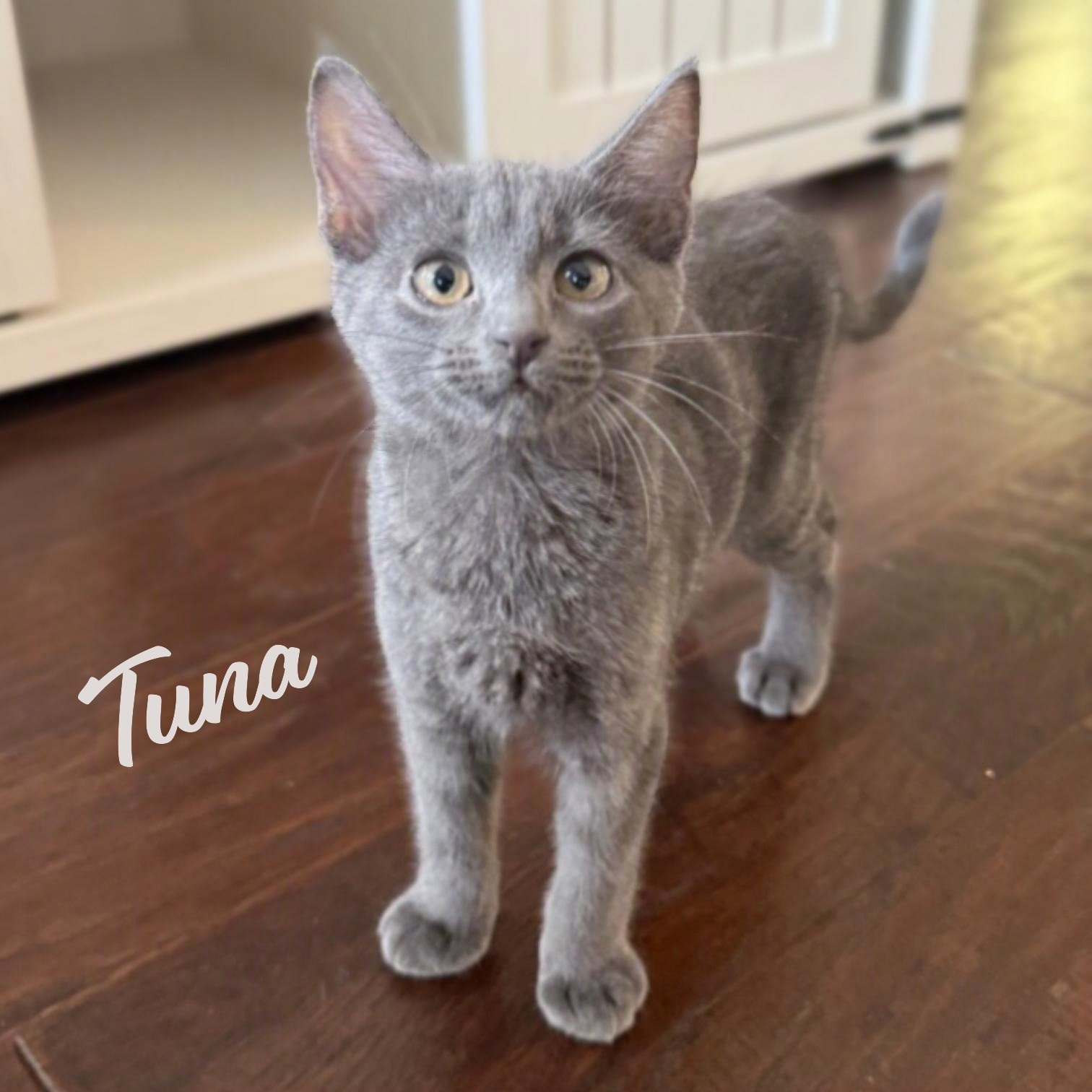 Tuna Bellaire-Litter