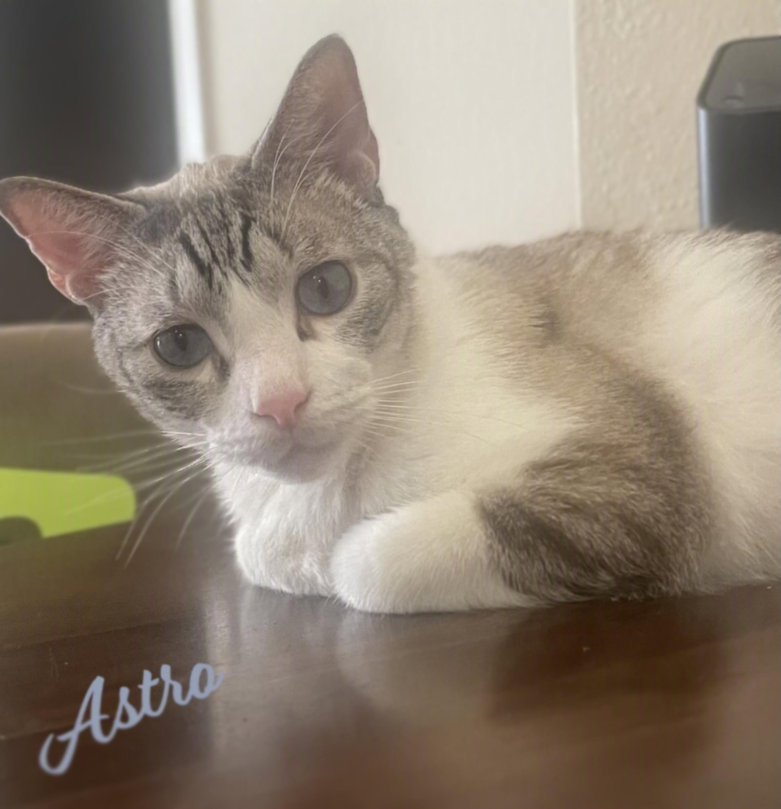 Astro Your-Whiskered-Shadow