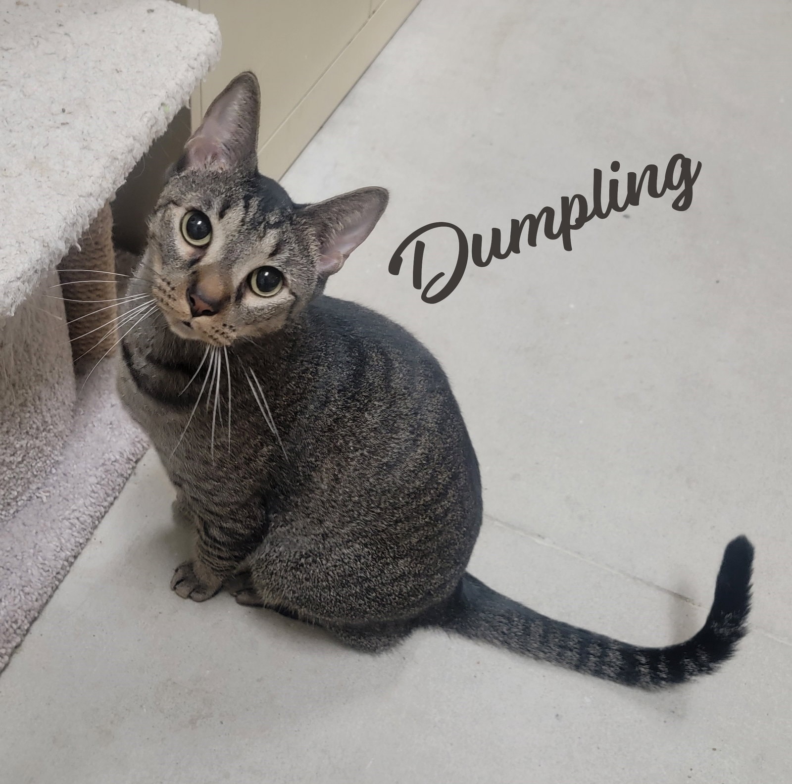 Dumpling Brother-Of-Dim-Sum