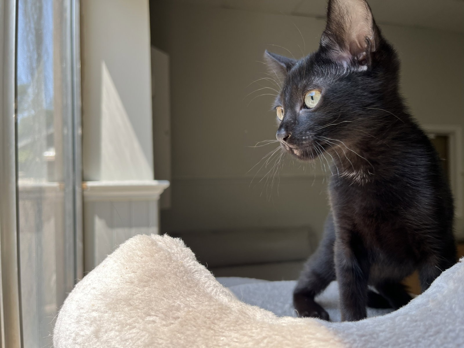 Jiji