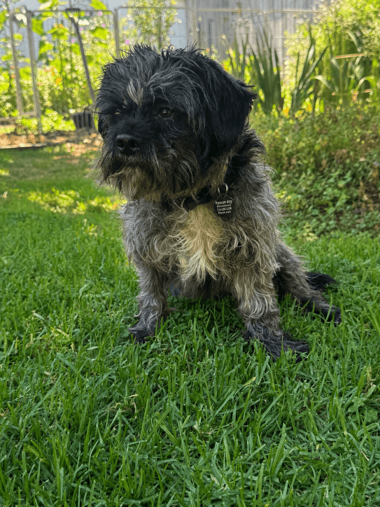 Oscar