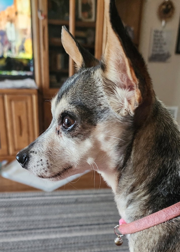 Sammy