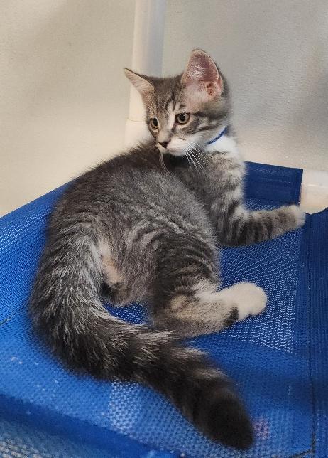 Kitten  Yosemite