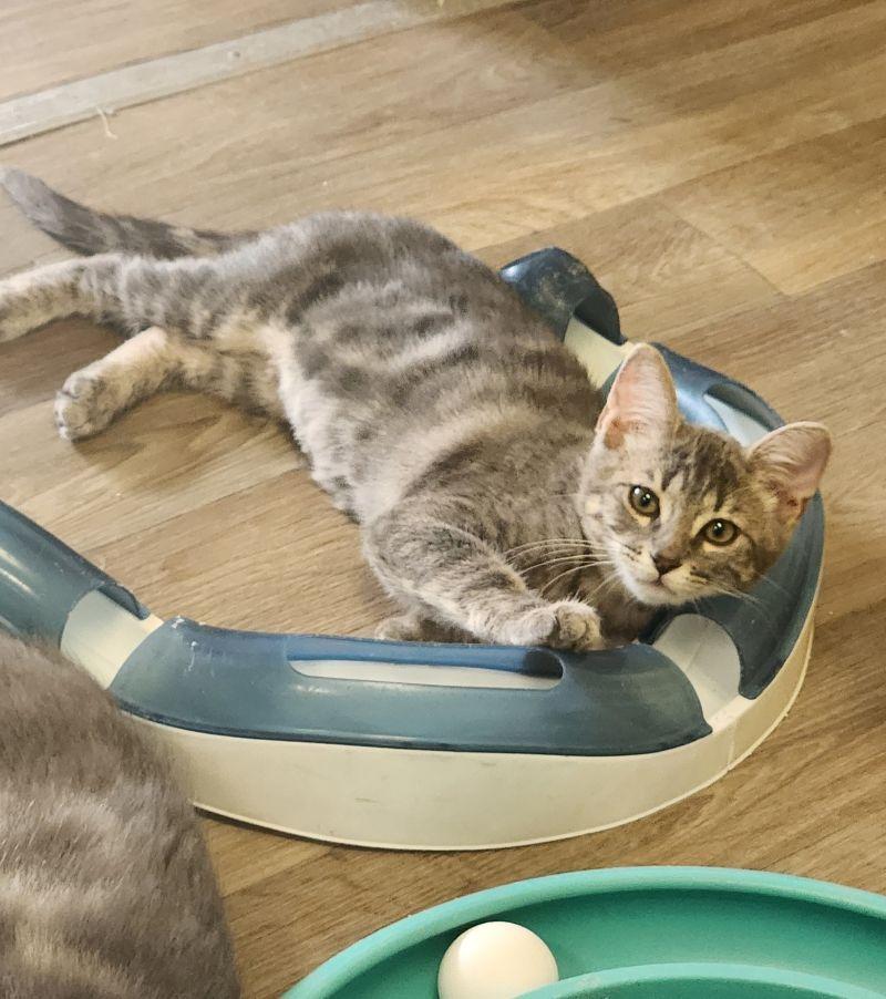 Kitten Peeta