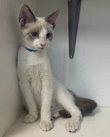 Kitten  Neko