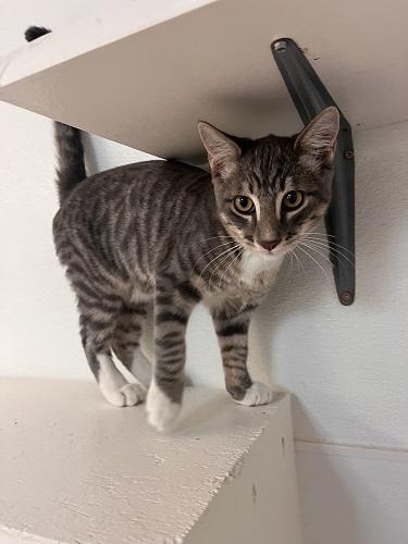 Kitten  Sven