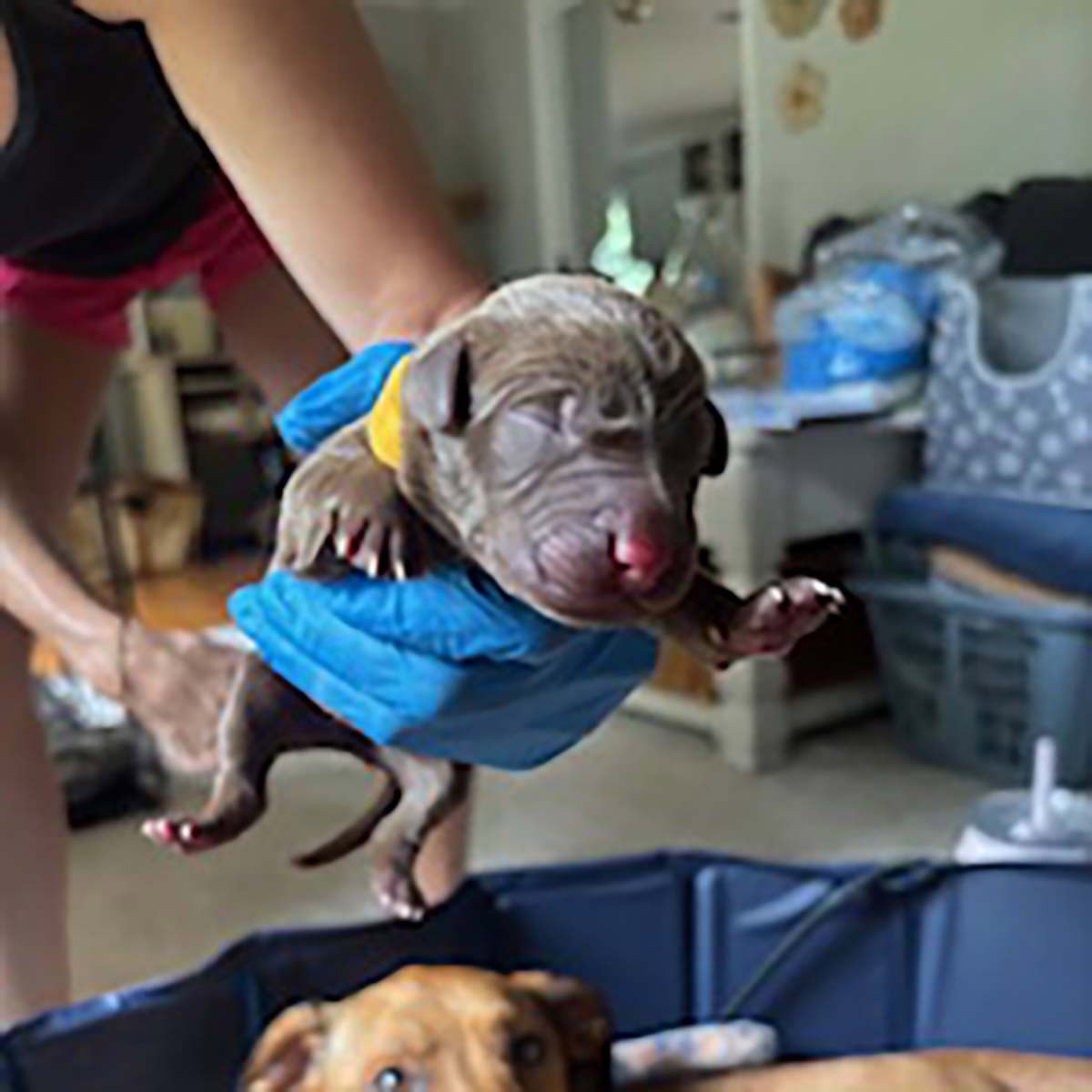 Princess Pup Aladdin