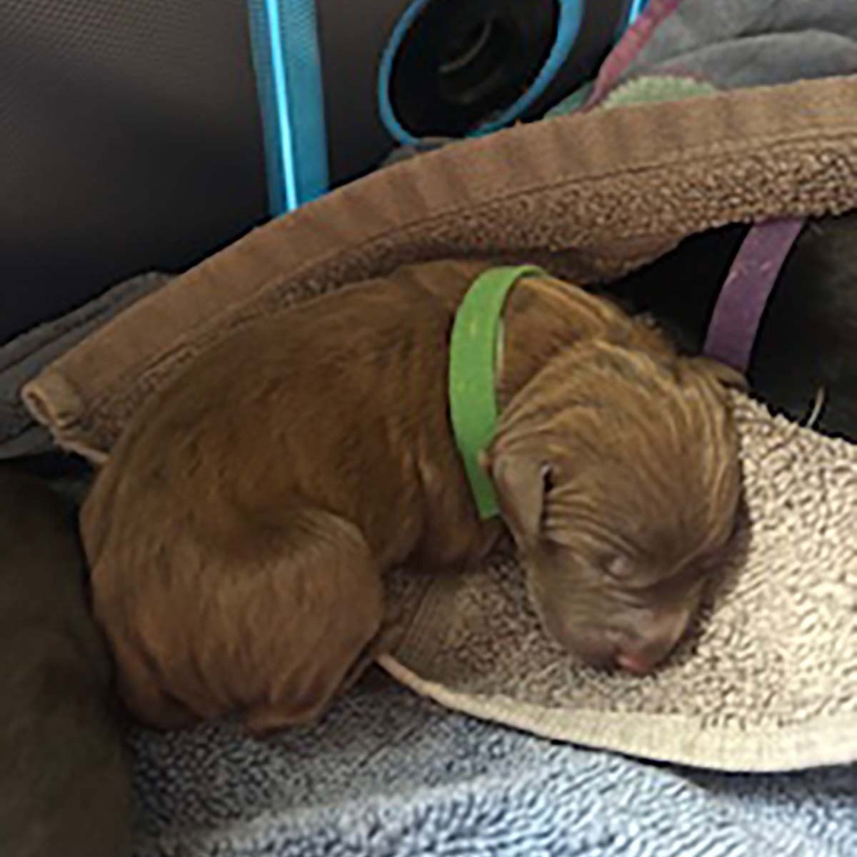 Princess Pup Tiana