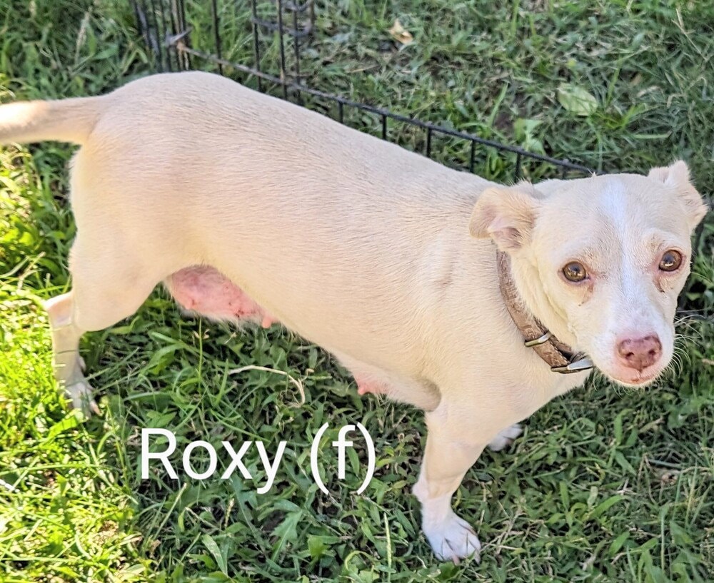 Roxy