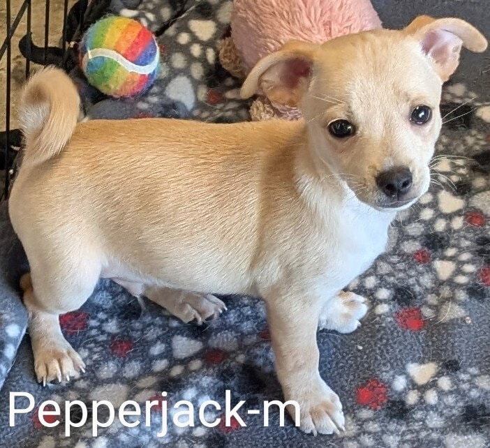 Pepper Jack
