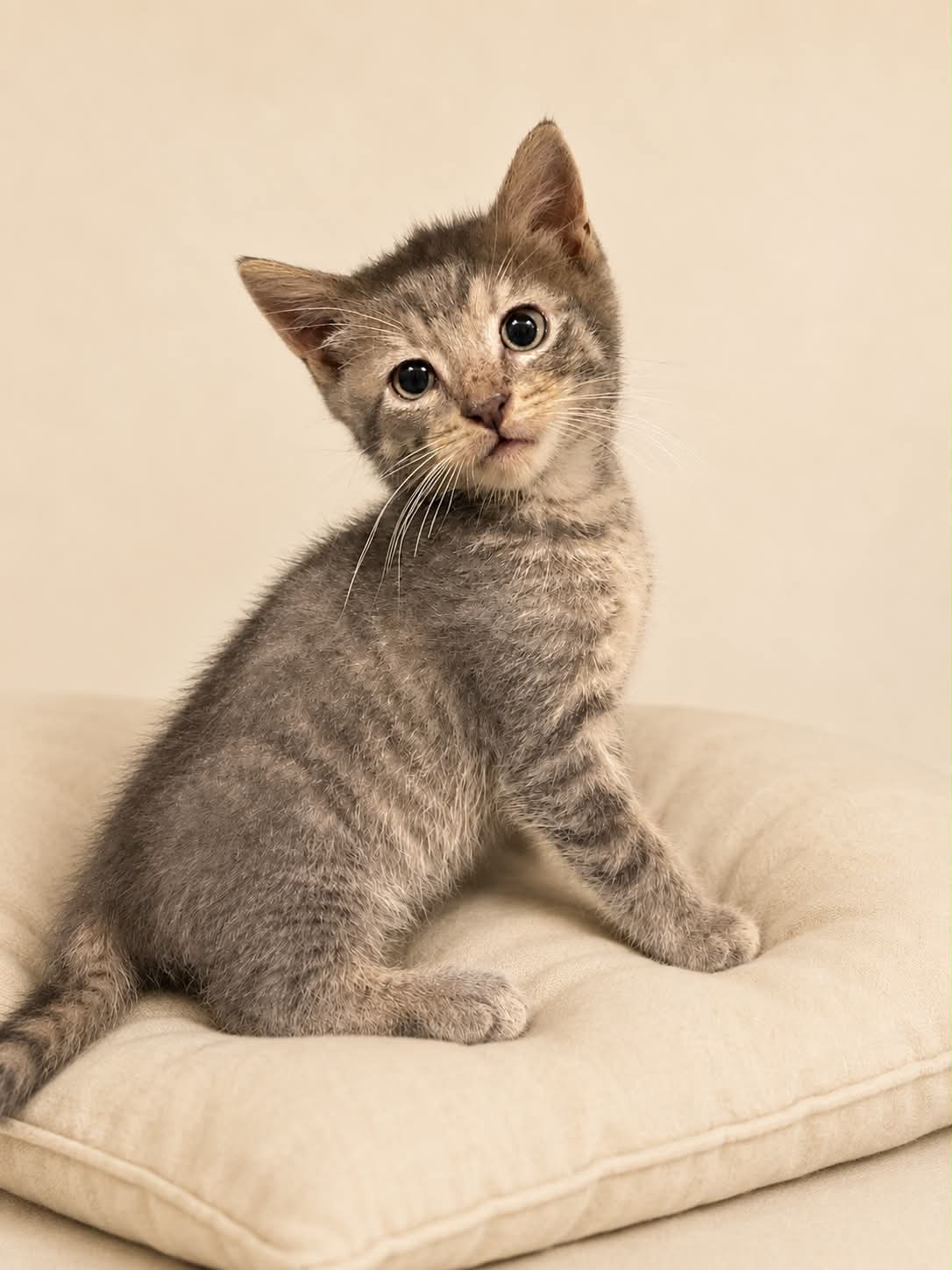 Mustard Foster Cat