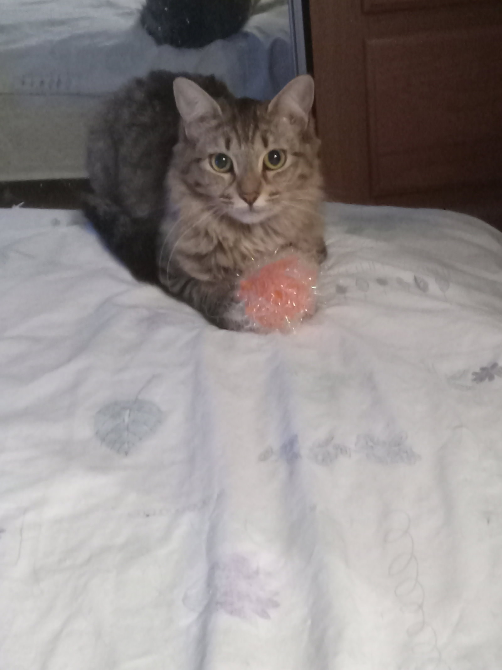 Cleo