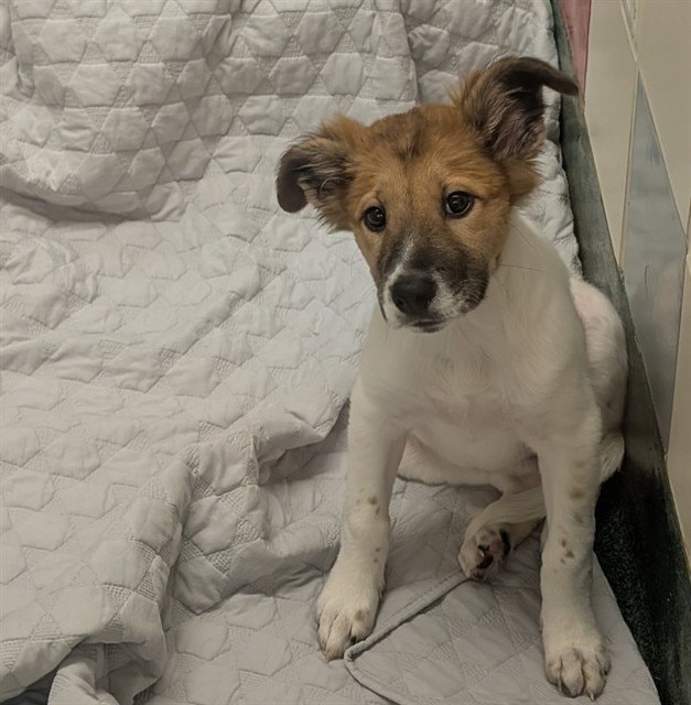 Piper