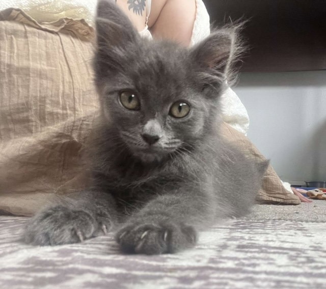 Bellatrix
