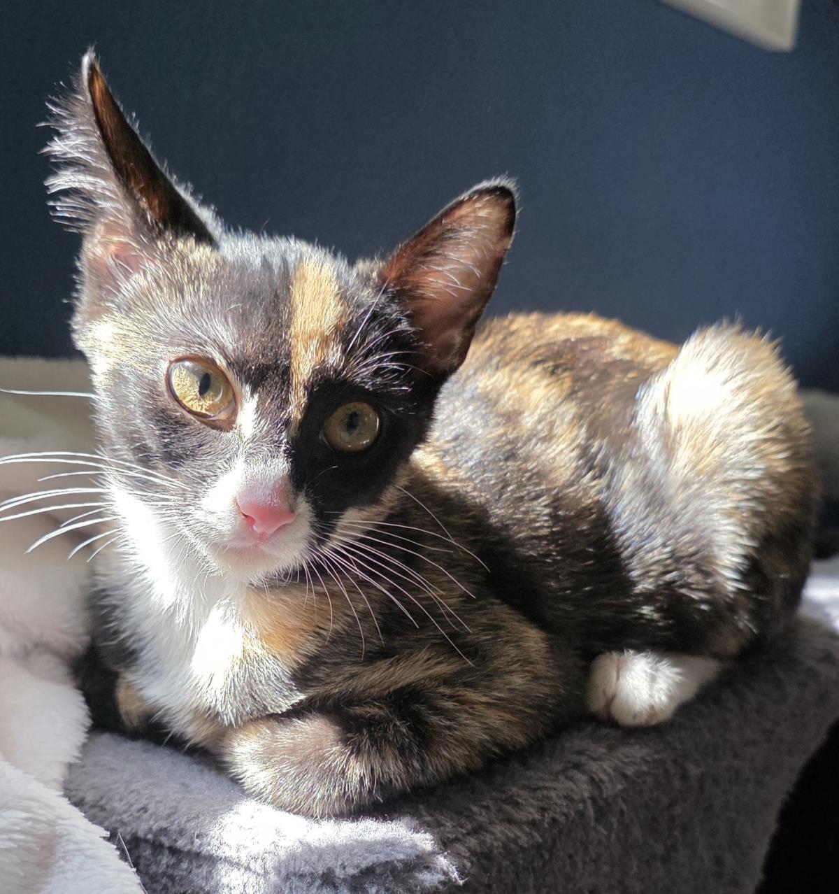 Penelope Le Pew