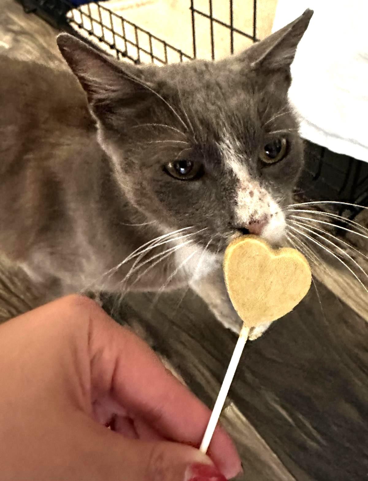 Oliver Lovebug