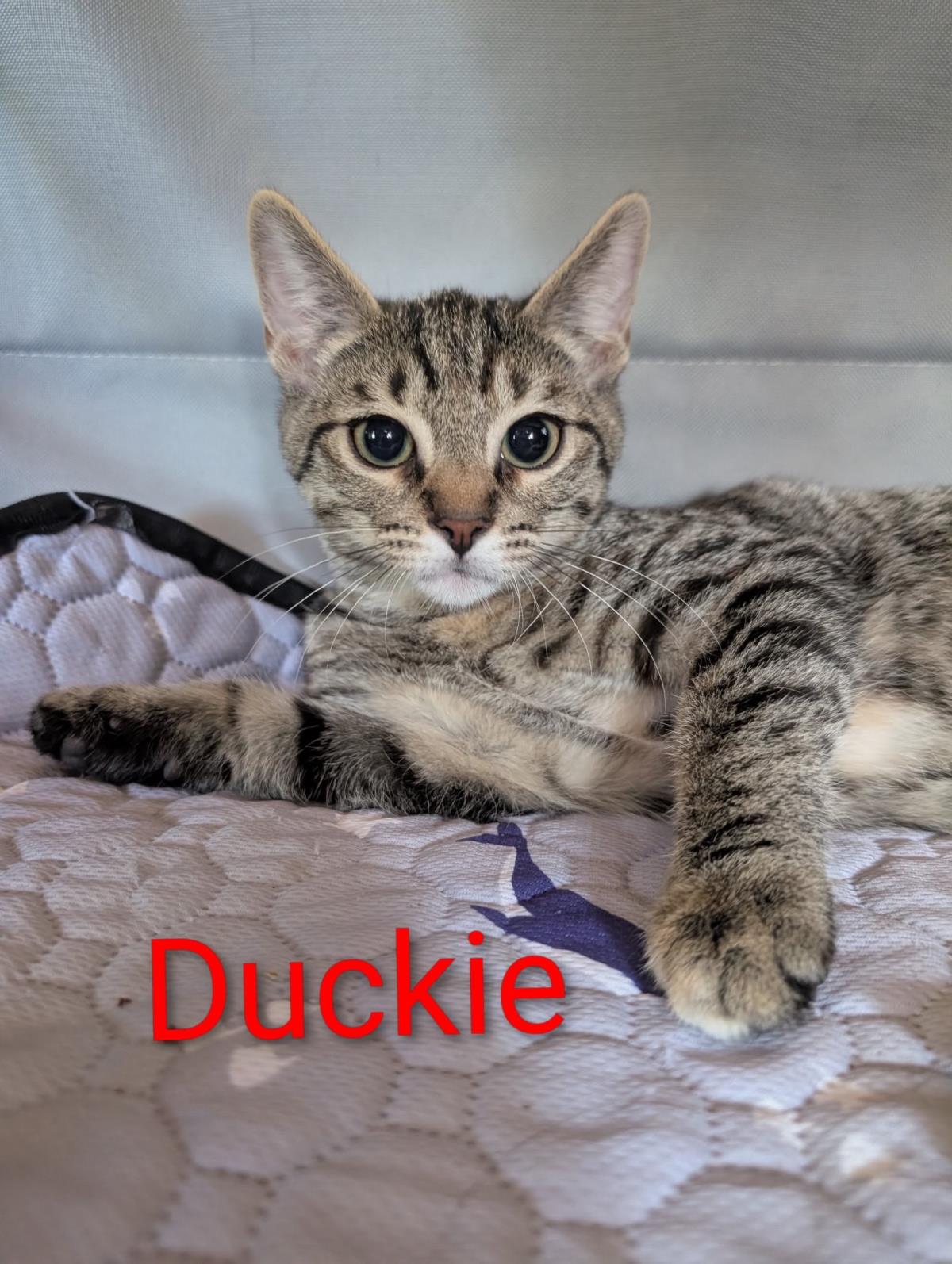 Duckie Heber