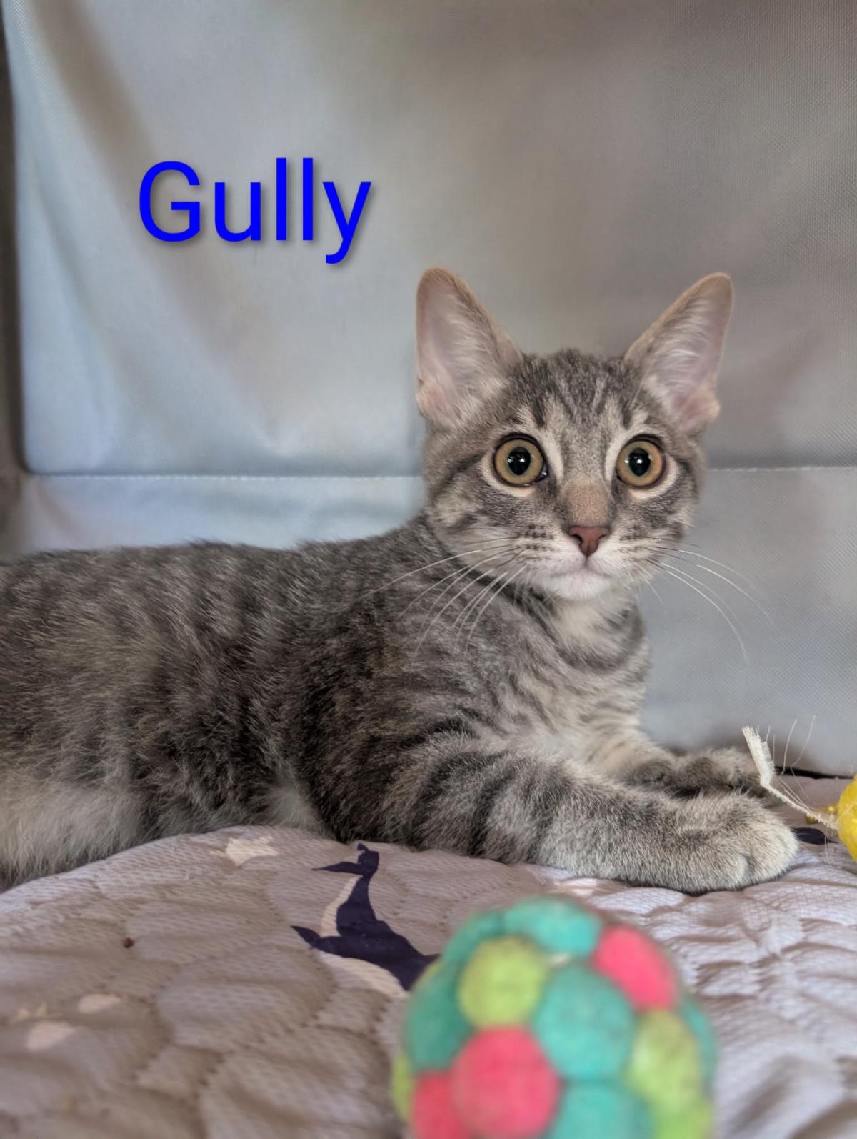 Gully Heber
