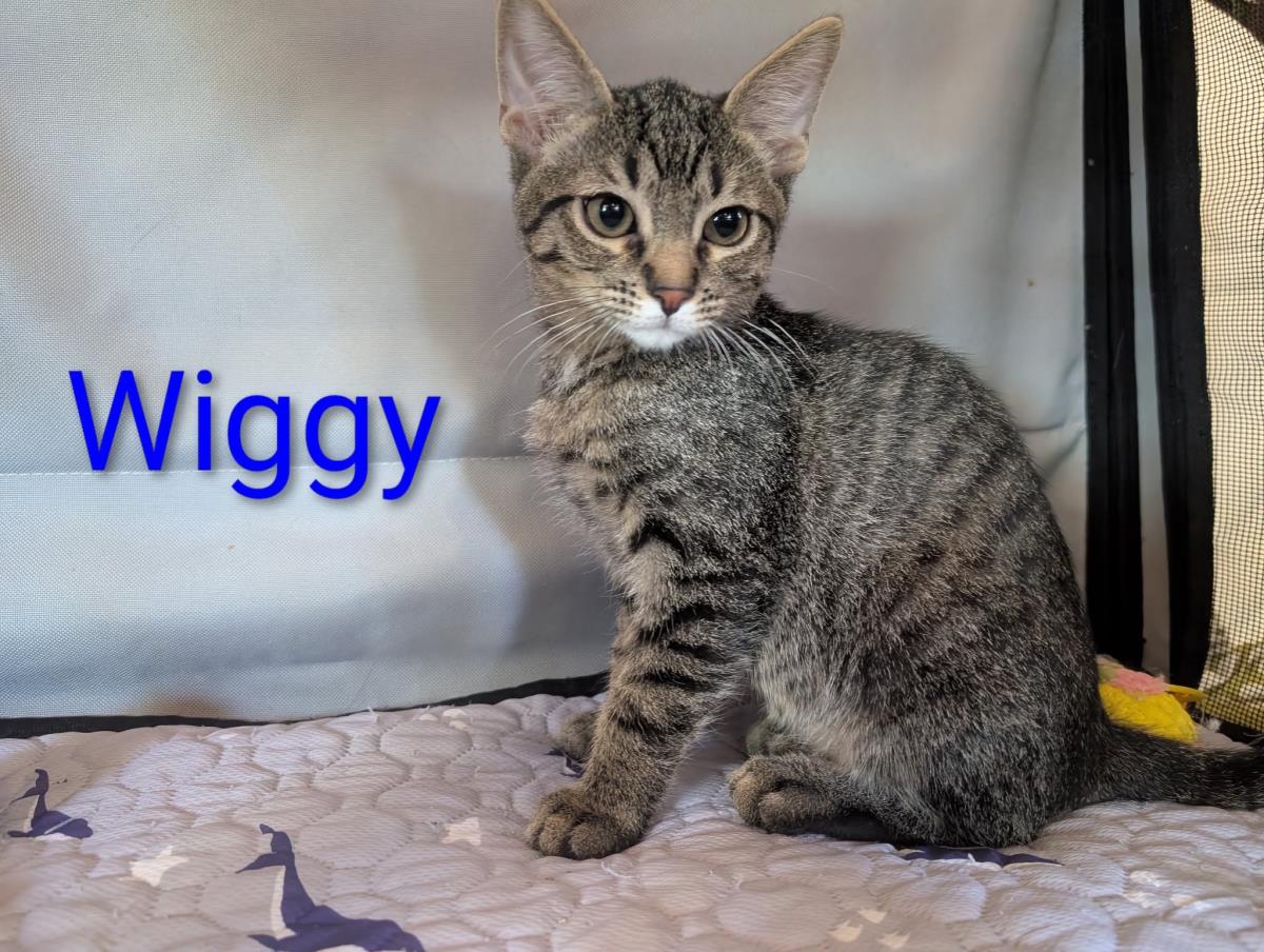 Wiggy Heber