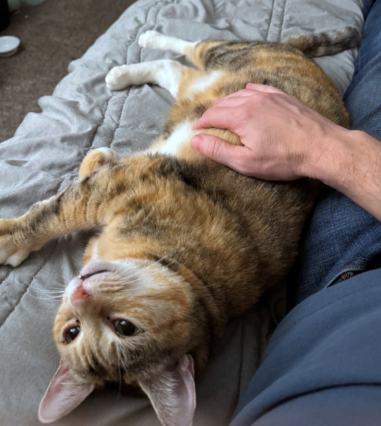 Tallie  - Offered By Owner - Bonded Wbonnie
