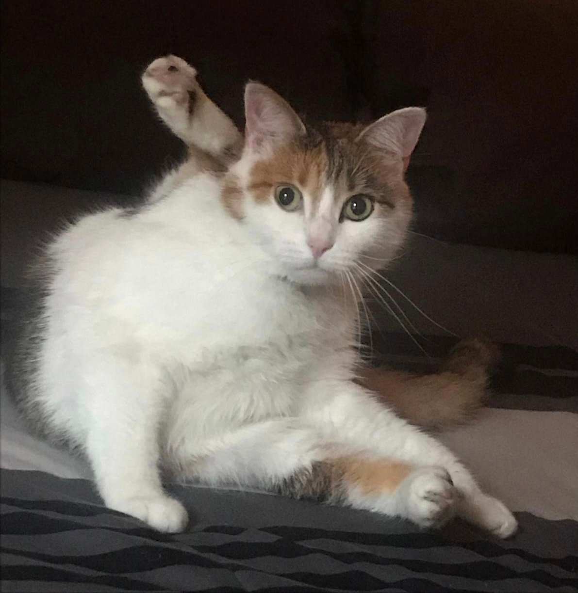 Miley  - Offered By Owner - Senior Calico