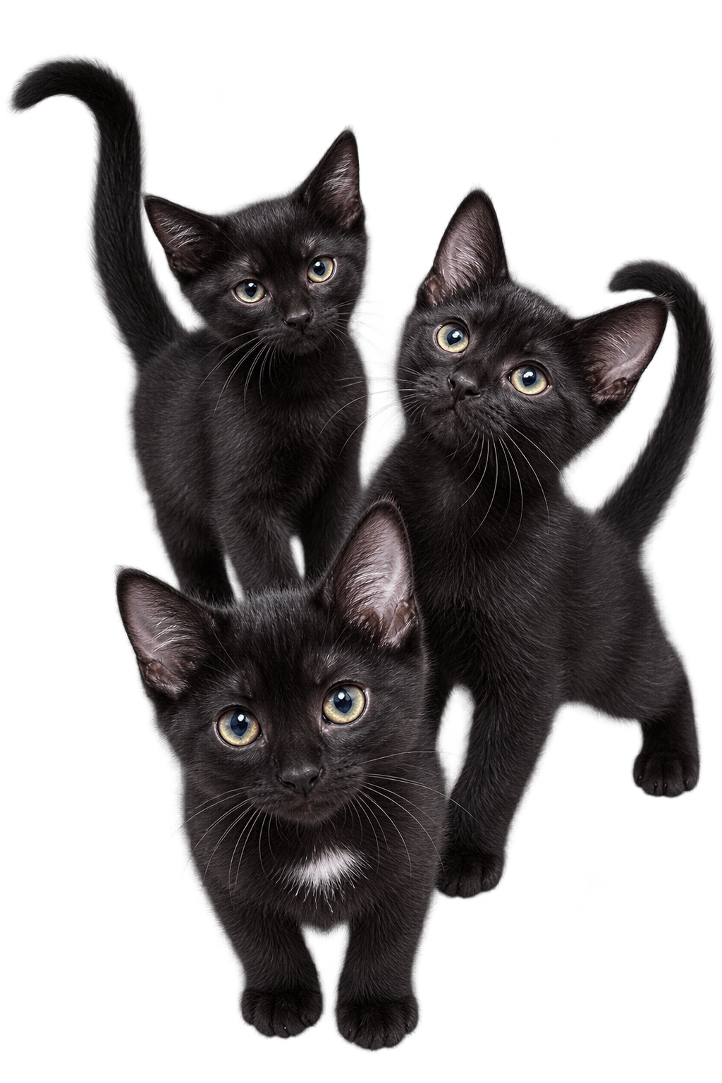 Kittens - Rice Crispy Treats - Triple The Fun