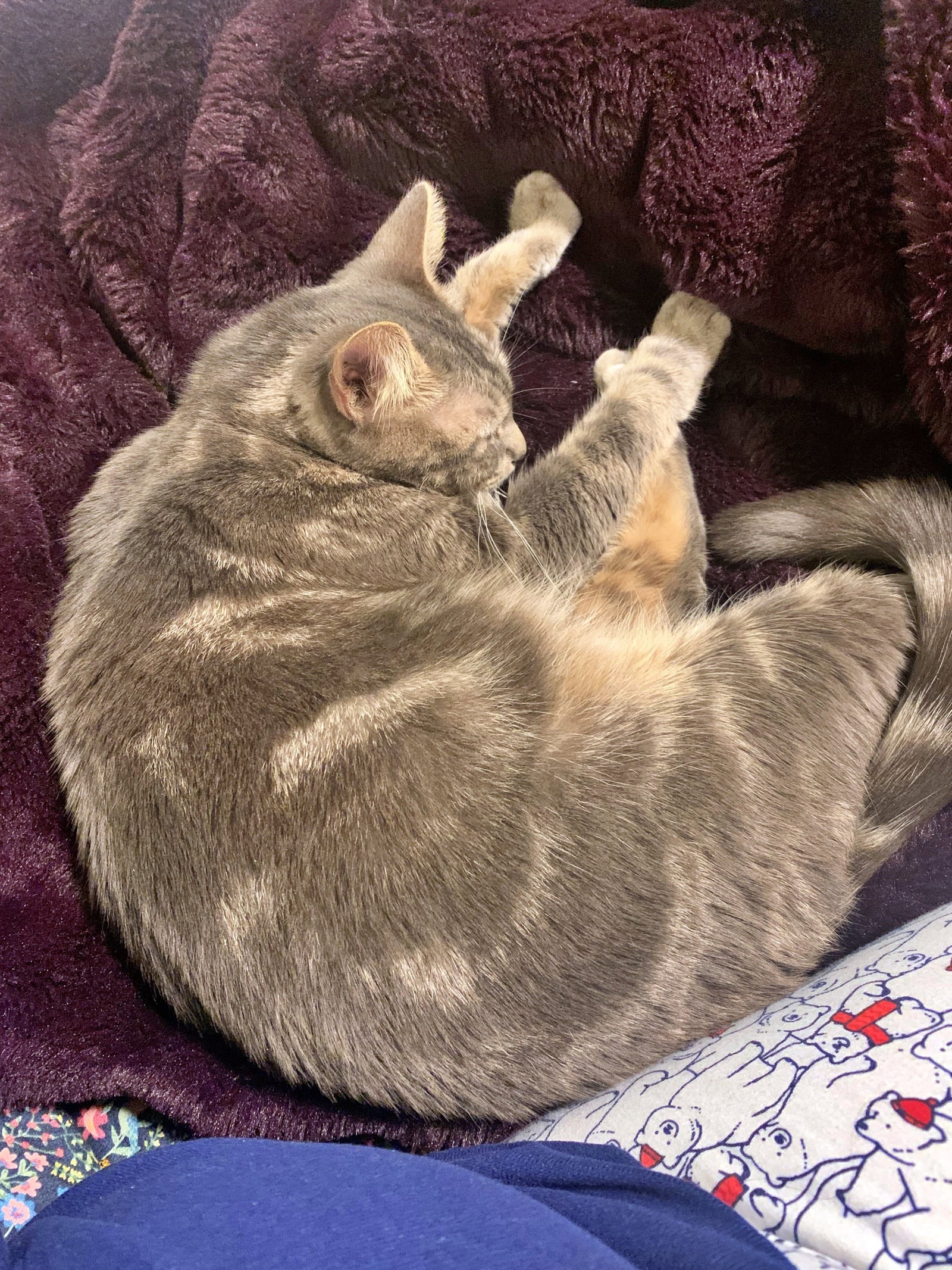Stormy  - Offered By Owner - Young Female