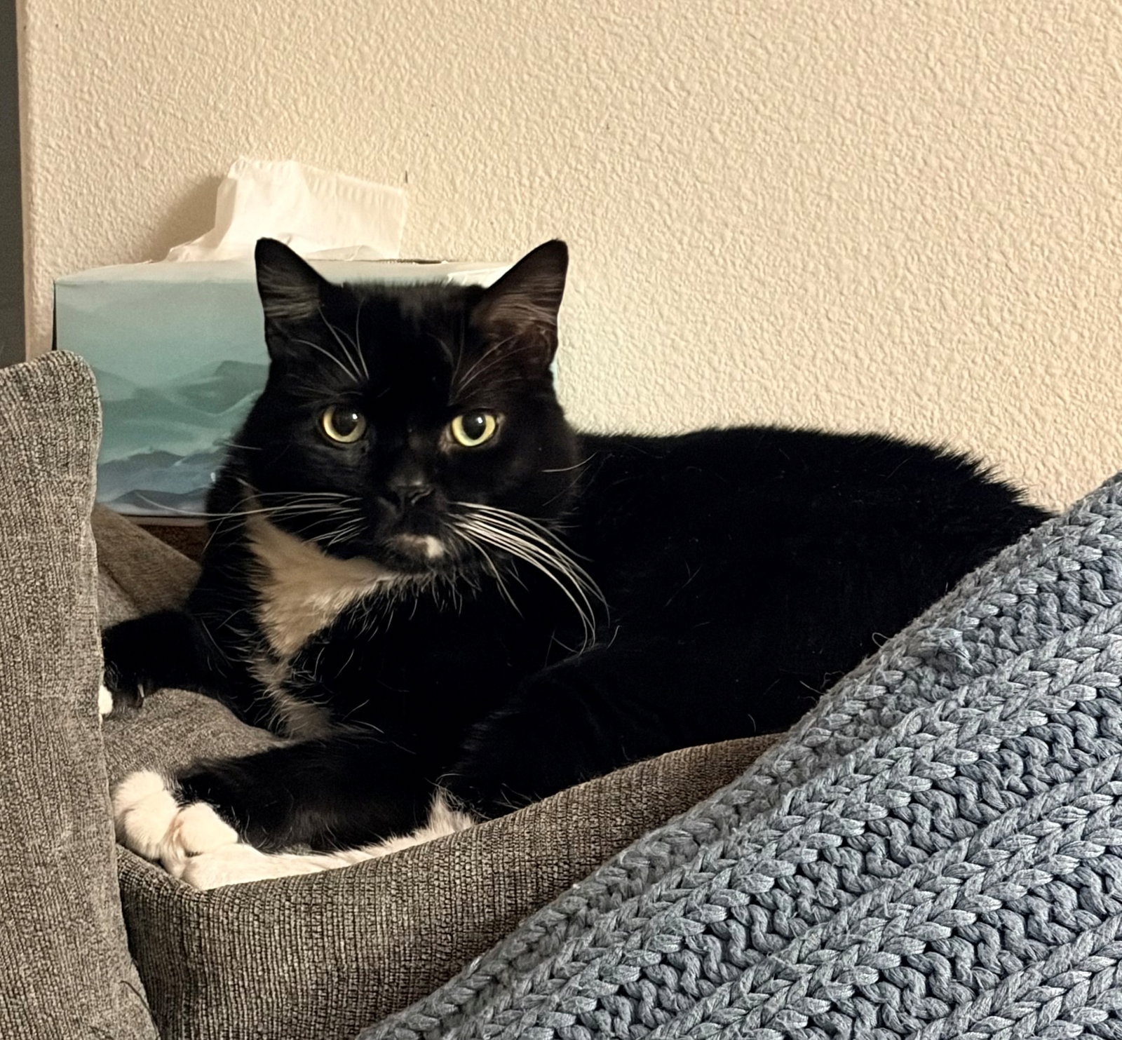 Willow  - Offered By Owner - Male Tuxedo