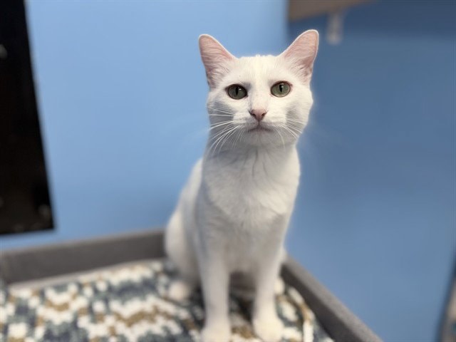 Whitey