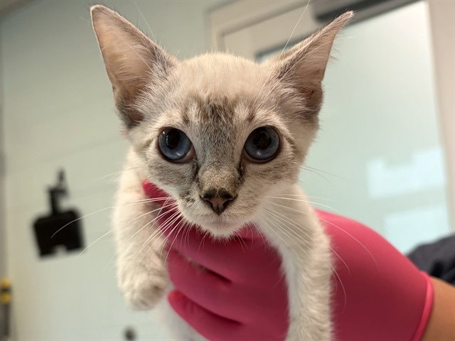 Kitten