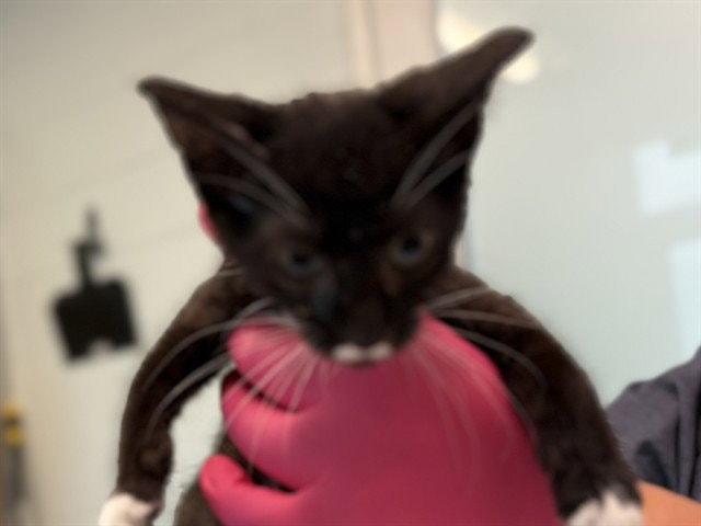 Kitten