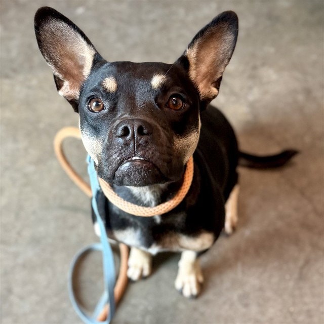 Nyla