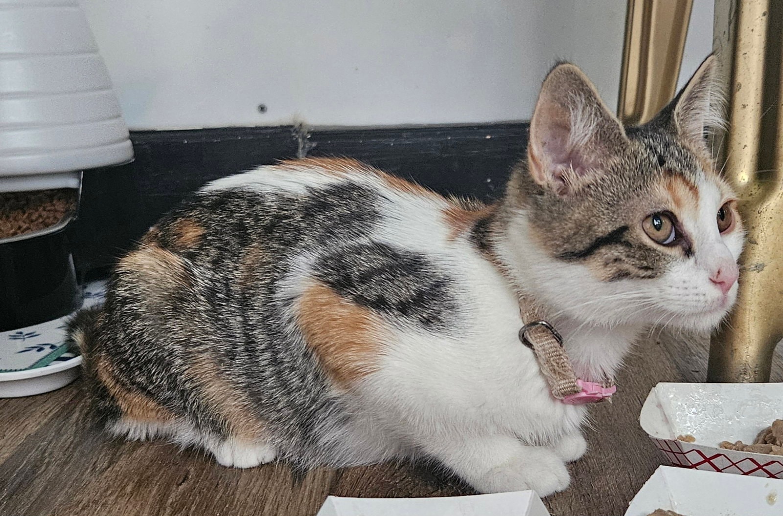 Clover Cattington