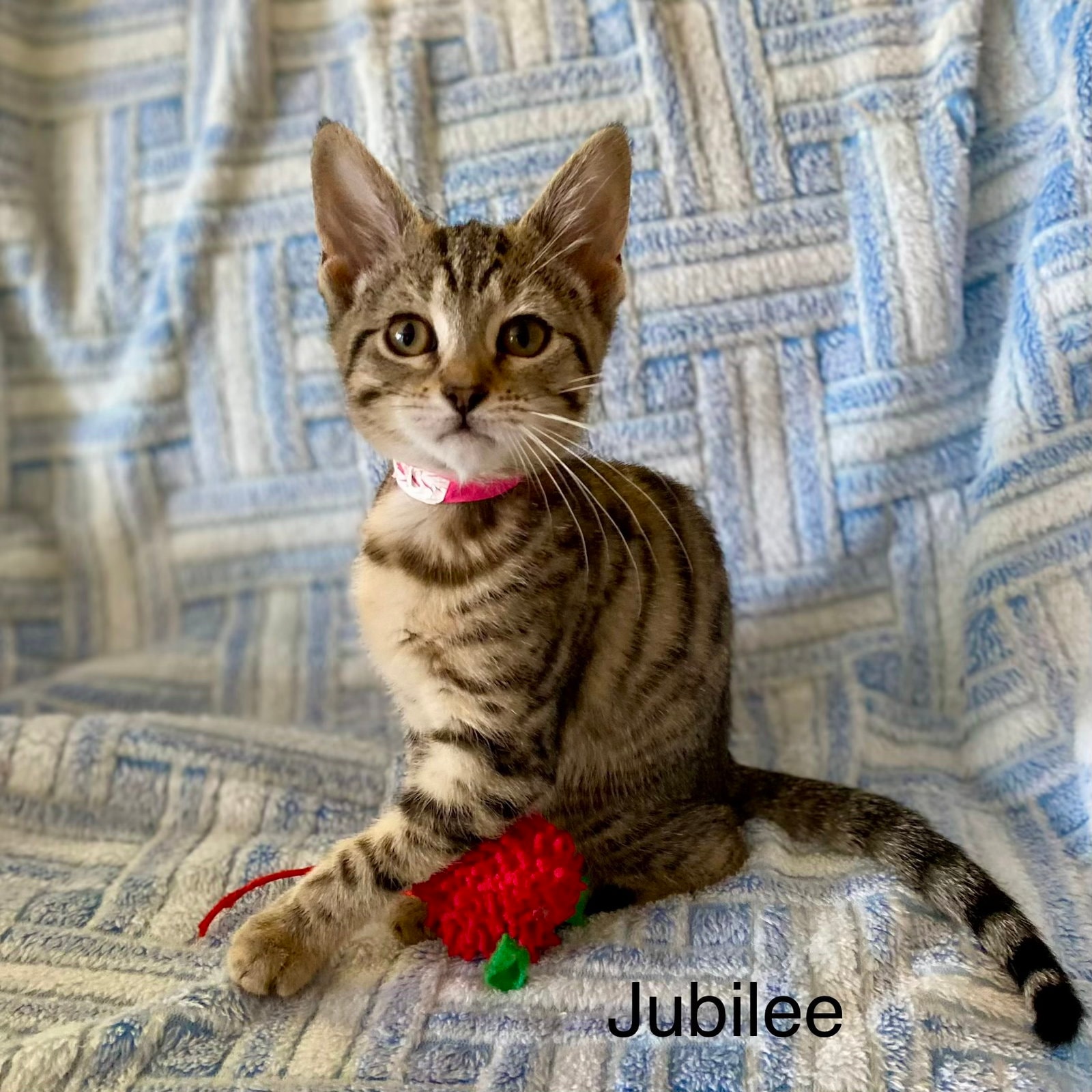 Jubilee