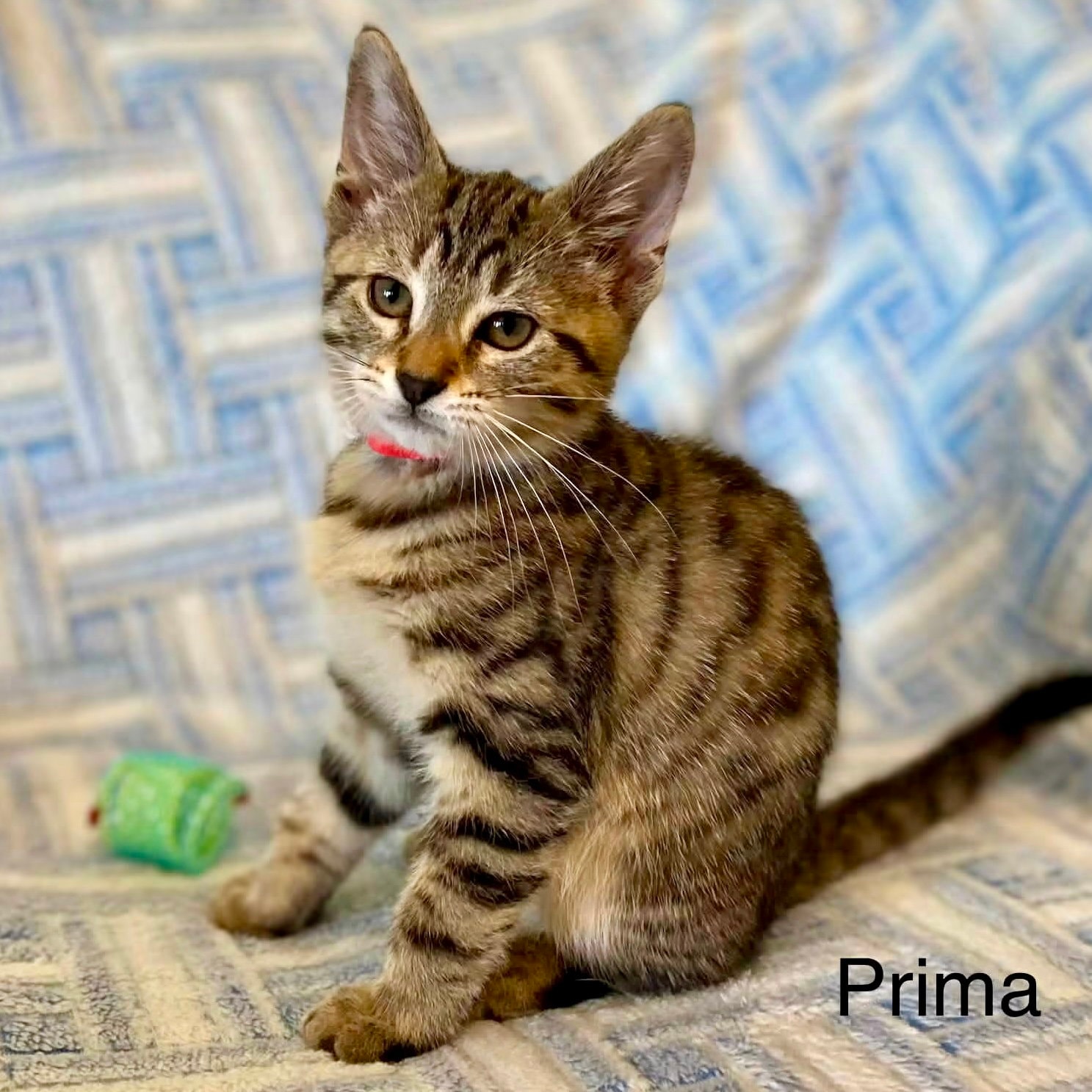 Prima