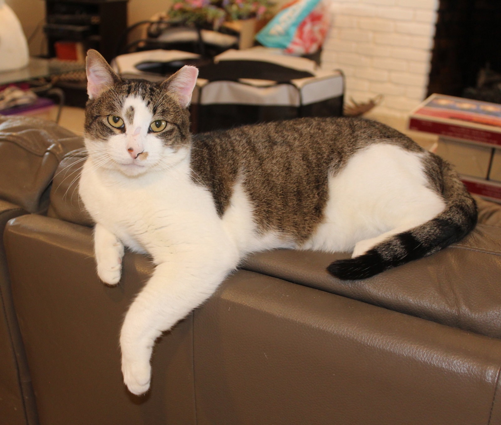 Rocky - Fiv