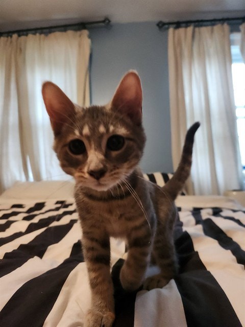 Biscuits