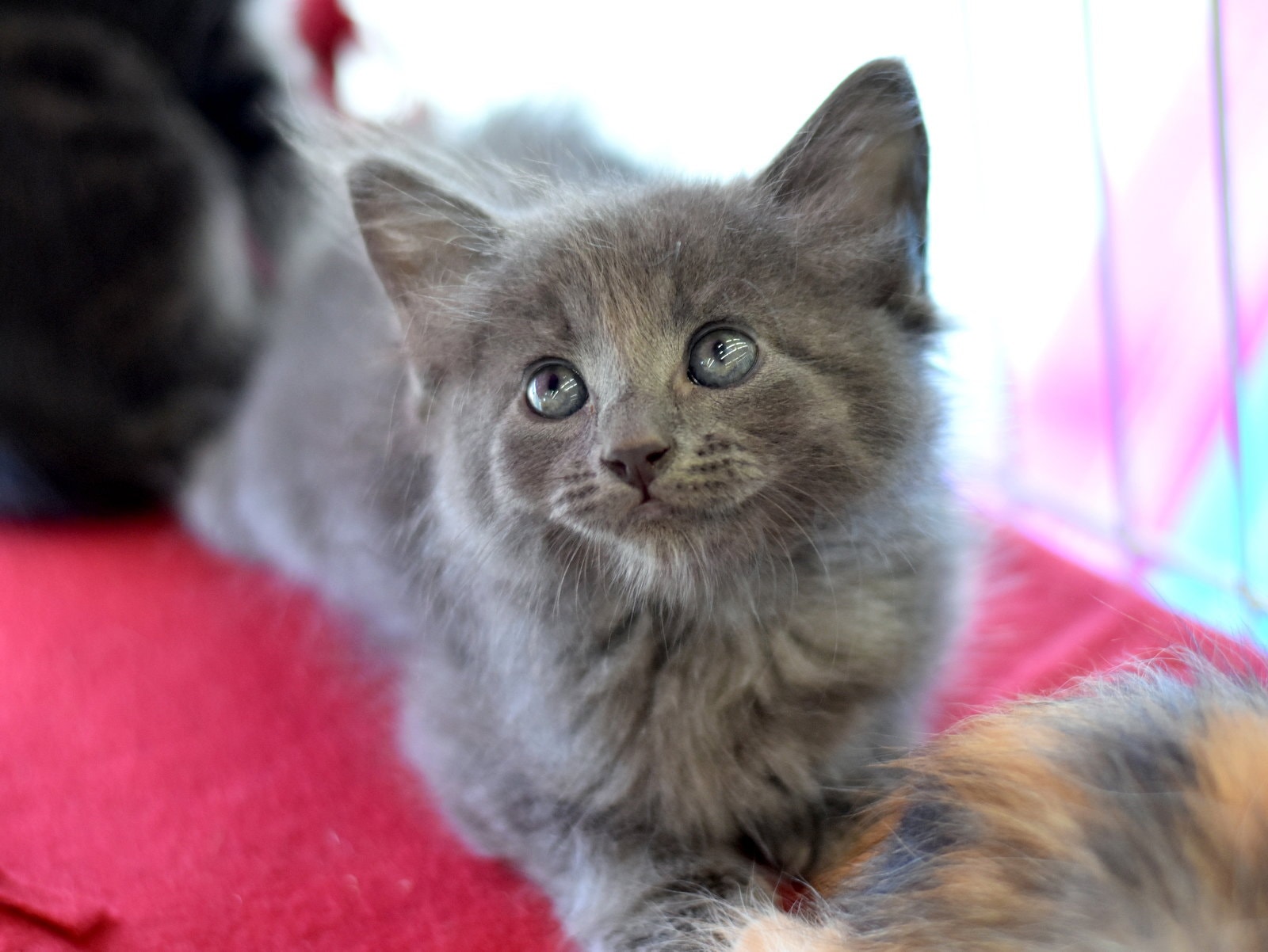 Fluffy Puff