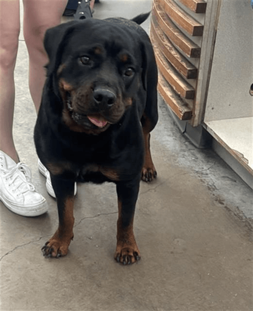 Luna Bear