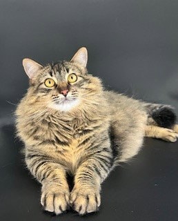 Linx