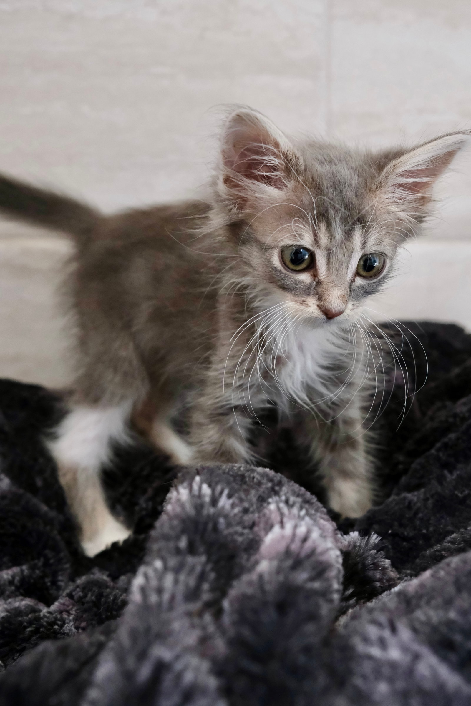 Simba